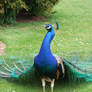 Peacock. Glance