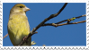 Greenfinch Stamp