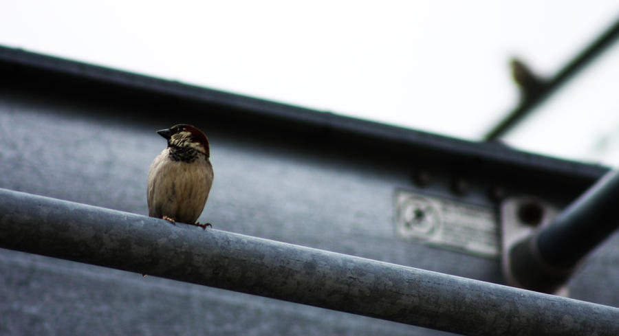 Industrial Wildlife