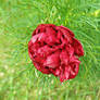 Red Peony