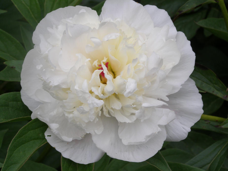 White Peony