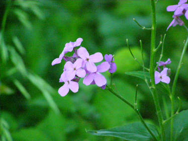 Wisteria Petals