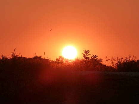 Scattered Rays Of The Setting Sun