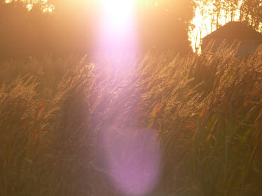 Sway In The Sunlight