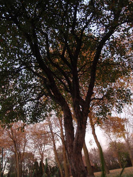 Autumn Tree