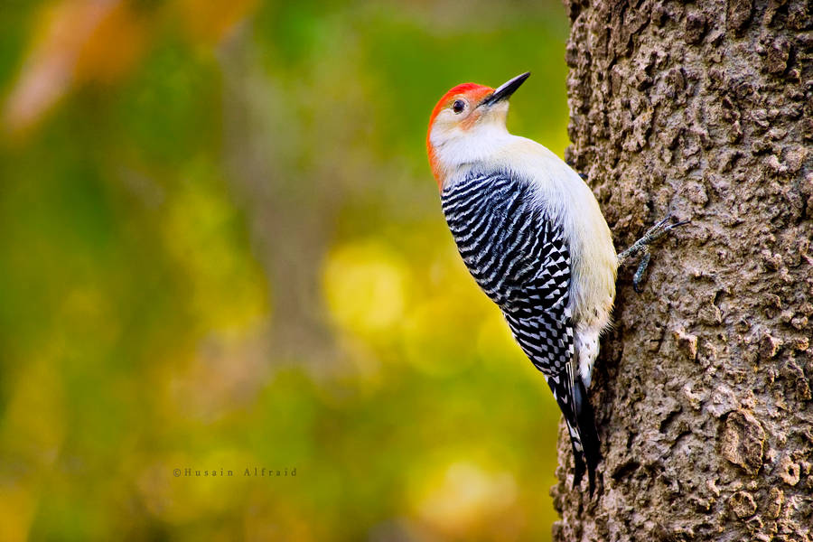 Red Bellied Woodpecker by bad95killer