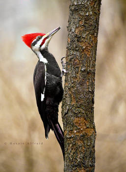 Pileated Woodpecker