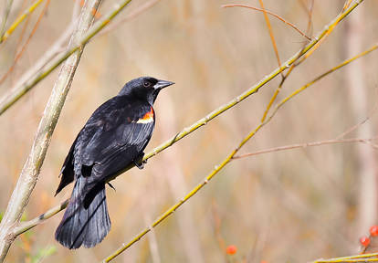 male red winged blackbird