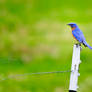 blue bird