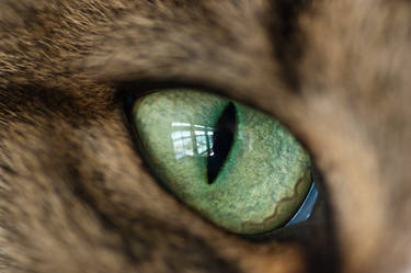 Cat eye macro