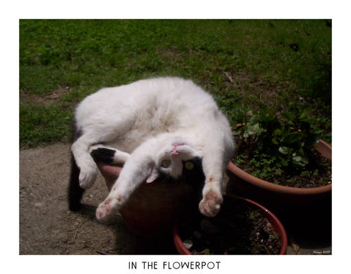 In the Flowerpot - Edit