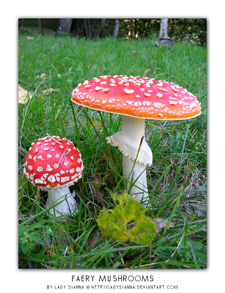 Faery Mushrooms