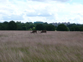 biketrip richmond park