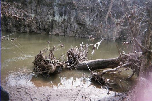 Tree and water