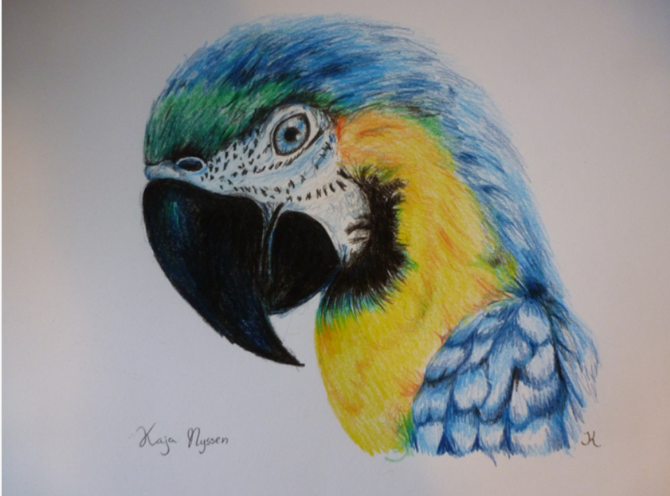 Macaw