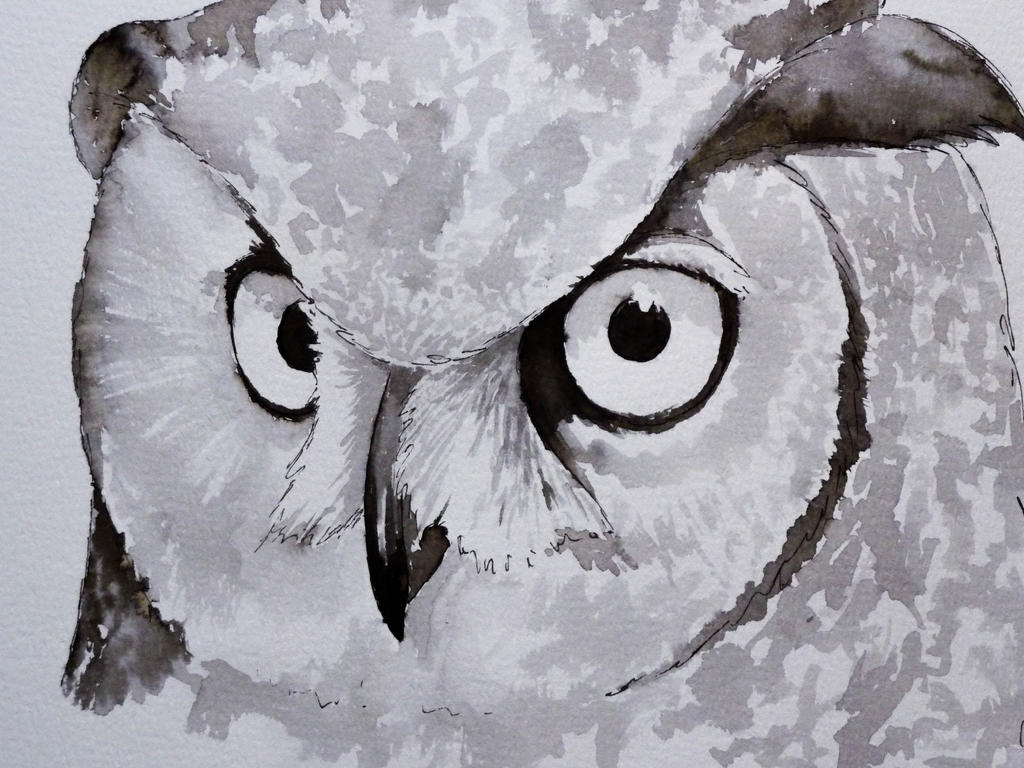 Close up owl