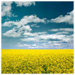 yellow field by rattattart