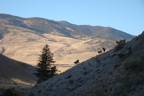 Frolicking Elk