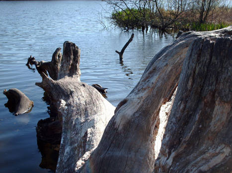 Fallen Tree