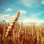 Golden field, blue sky