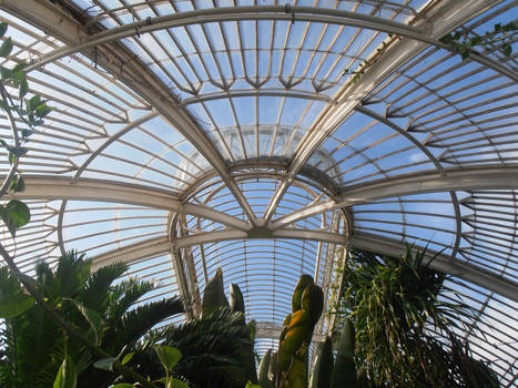 Ceiling of the Palm House