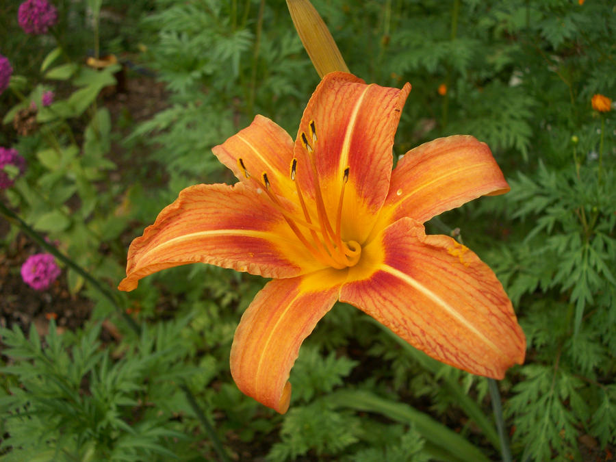 Day Lily