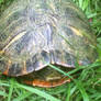 Terrapin (Turte)