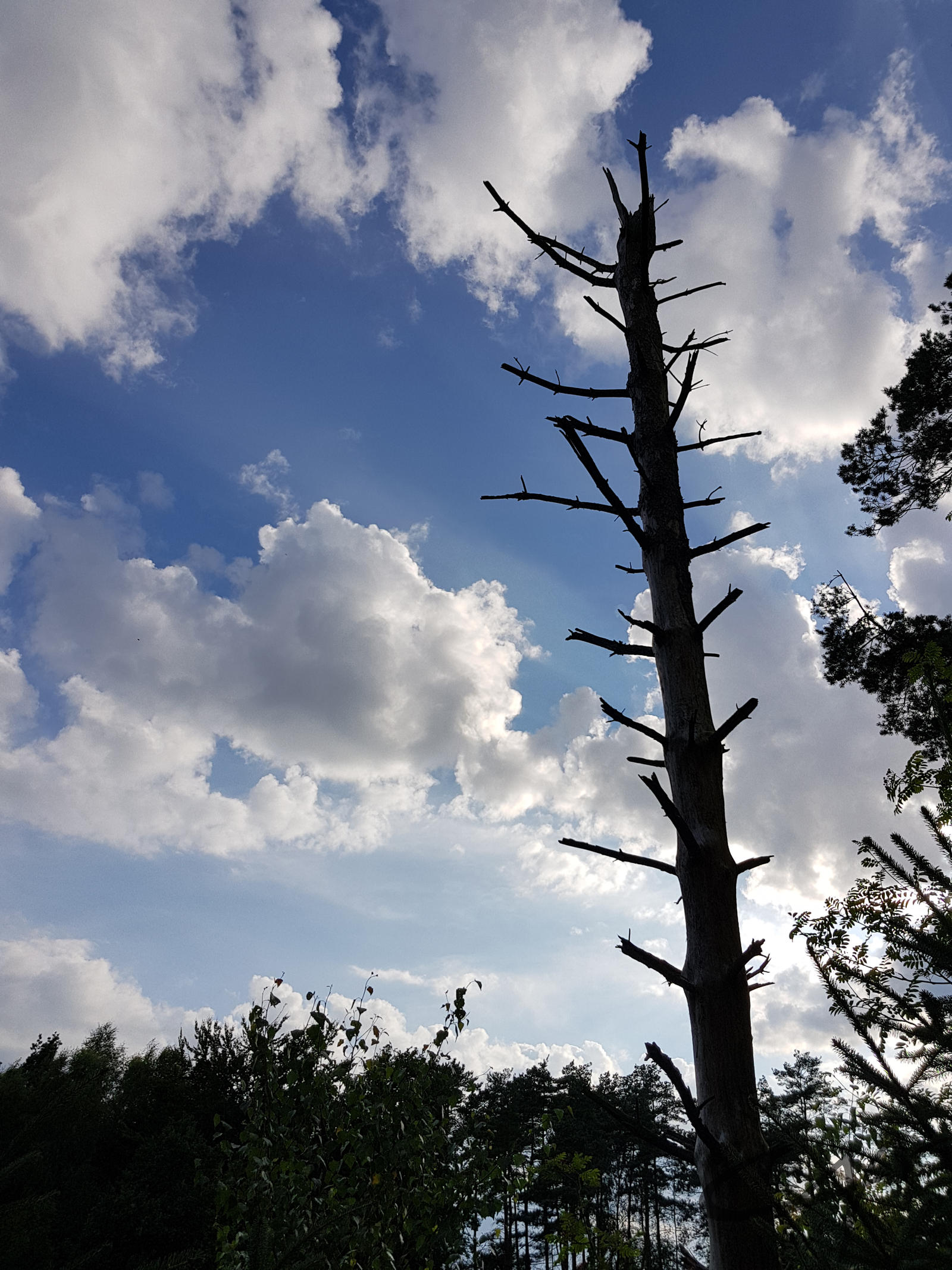 Majestic Tree Trunk