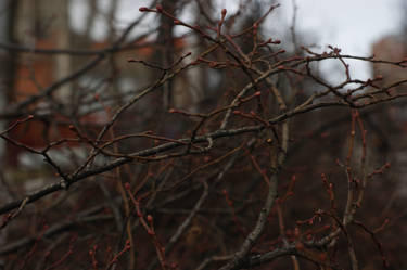 Cropped tree branches