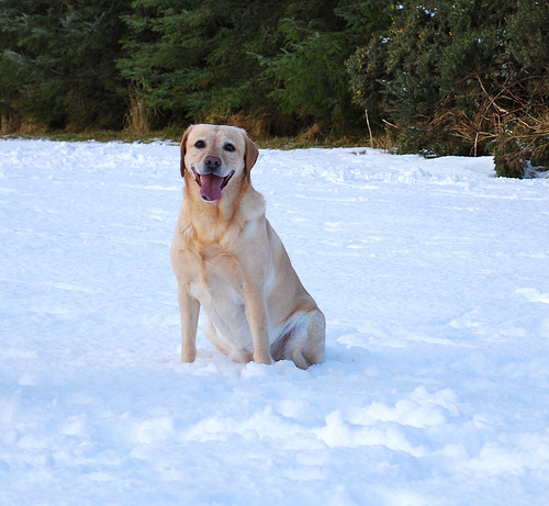 Snow Dog