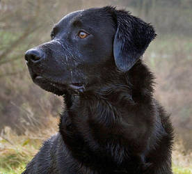 Black Labrador Retriever