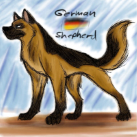 German shepherd