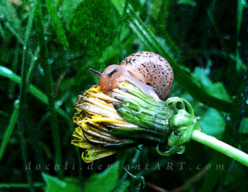 Raining by Docali by Docali on DeviantArt