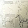 Horse drawing tutorial