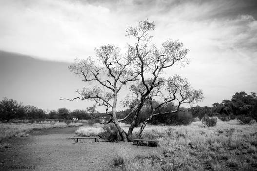 Lone tree