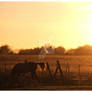 The sunset in the field