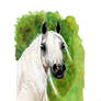 Mini Watercolor Arabian Horse