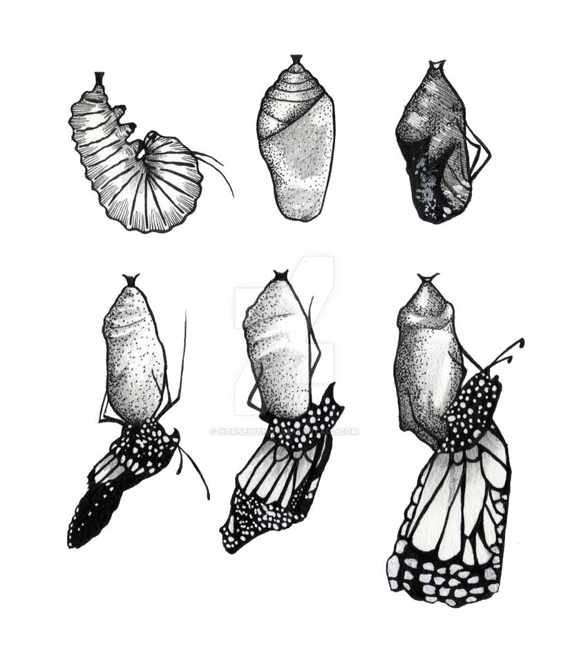 Metamorphosis Butterfly By HorsEquinoS On DeviantArt