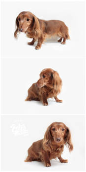 long haired dachshund STOCK