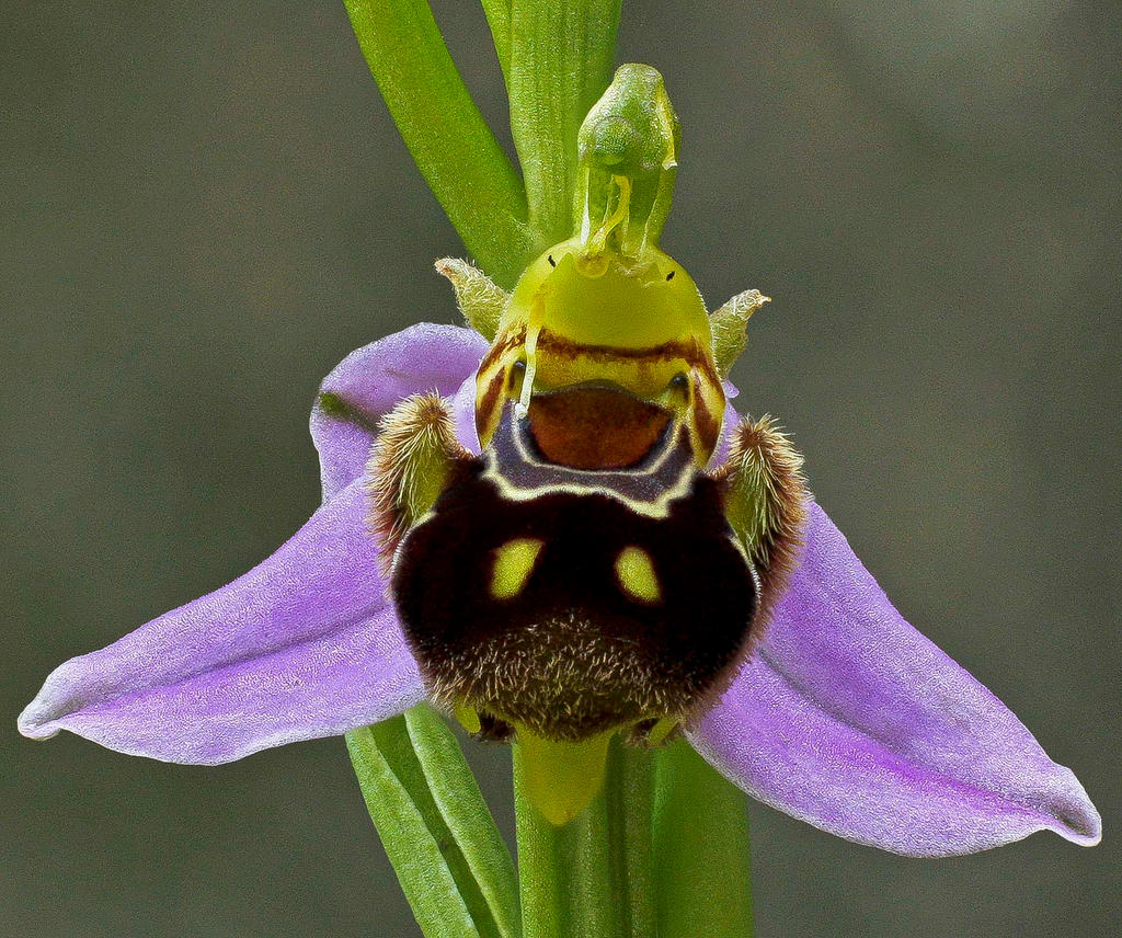 Bee orchid