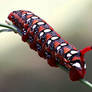 Caterpillar of the spurge (Hyles euphorbiae)