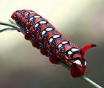 Caterpillar of the spurge (Hyles euphorbiae) by rajaced