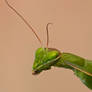 Praying Mantis (Mantis religiosa)