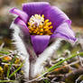 Anemone pulsatilla var. costeana