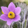 Anemone pulsatilla var. costeana