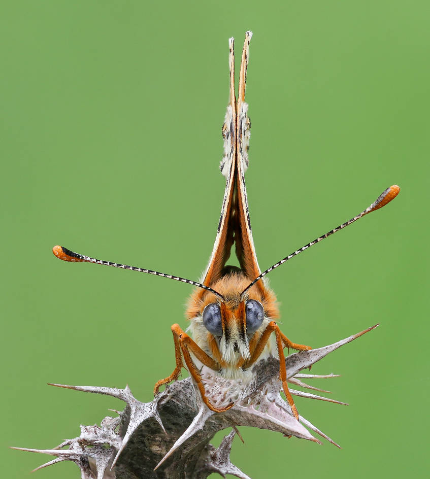Melitaea cinxia by rajaced Melitaea cinxia by rajaced