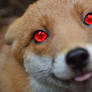 The Red Eye Fox