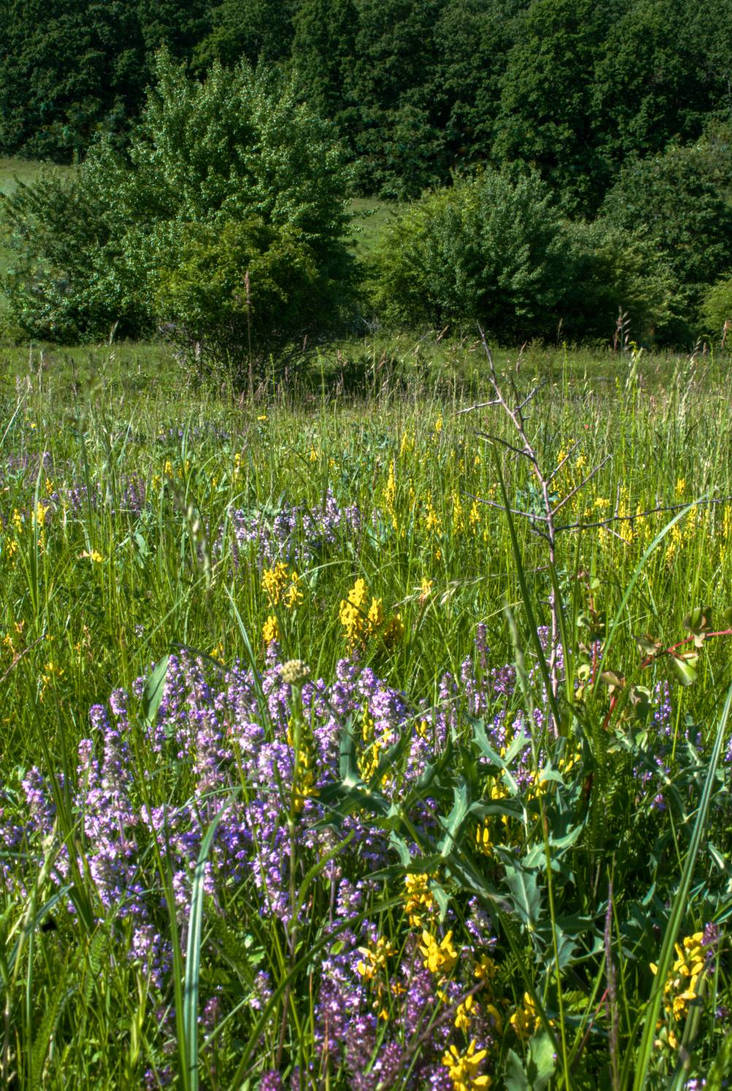 Late Spring Late spring by EastsideParadigma on DeviantArt