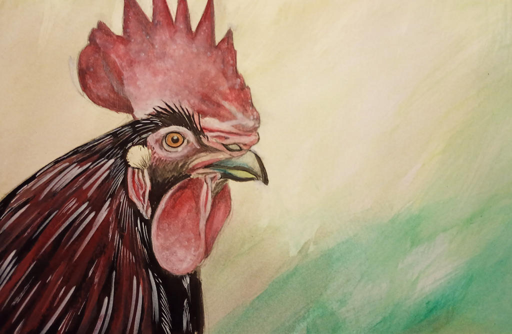 Rooster