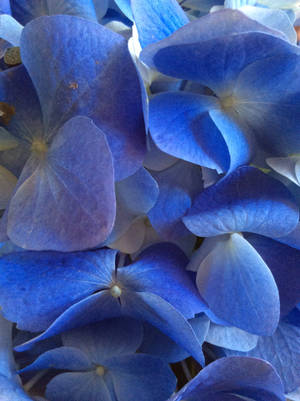 Hydrangea blues by RosalindClarke Hydrangea blues by RosalindClarke